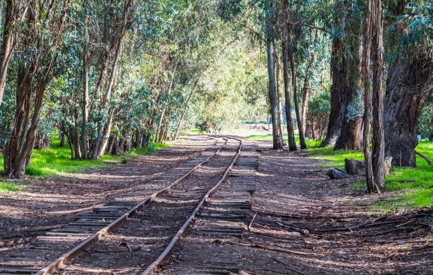Train tracks in a forest.