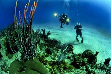 diving in bonita springs