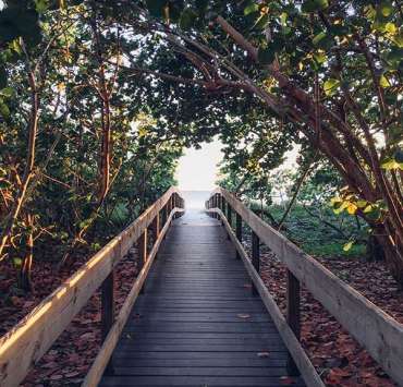A wooden bridge over a forest.