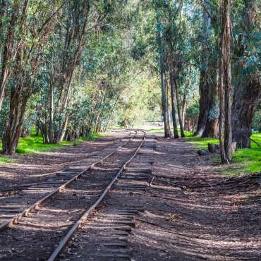 Train tracks in a forest.